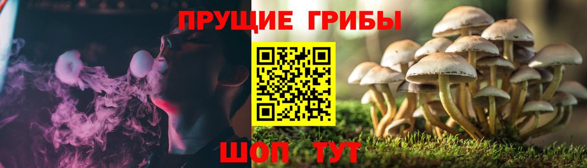 Торжок  Галлюциногенные грибы Cubensis  даркнет сайт  Вход с VPN 